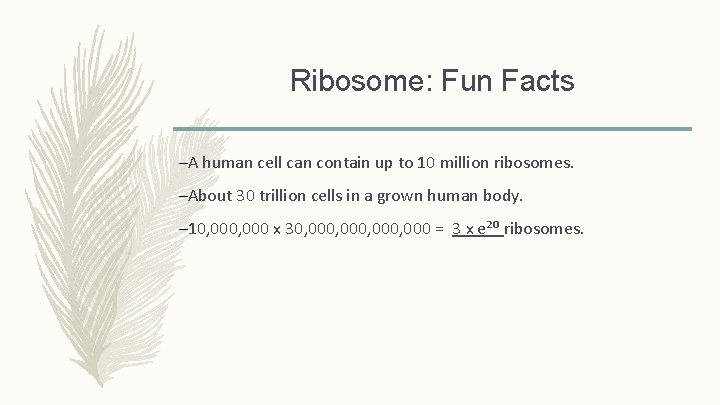 Ribosome: Fun Facts –A human cell can contain up to 10 million ribosomes. –About