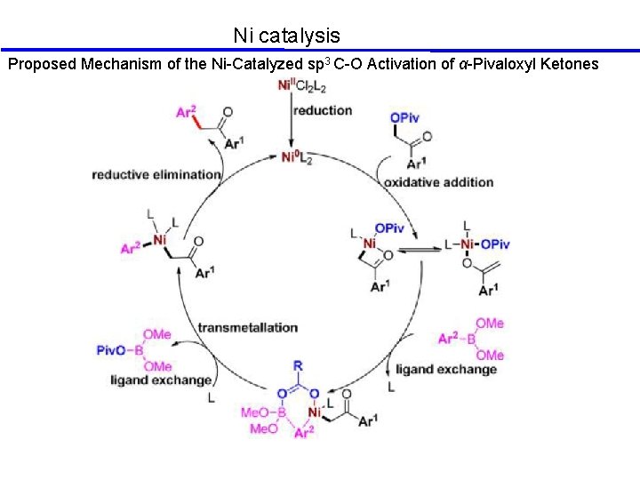 Ni catalysis Proposed Mechanism of the Ni-Catalyzed sp 3 C-O Activation of α-Pivaloxyl Ketones