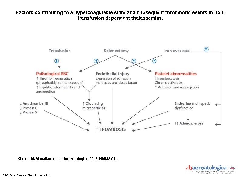 Factors contributing to a hypercoagulable state and subsequent thrombotic events in nontransfusion dependent thalassemias.