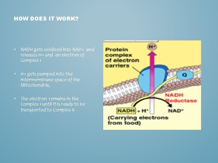 HOW DOES IT WORK? • NADH gets oxidized into NAD+ and releases H+ and