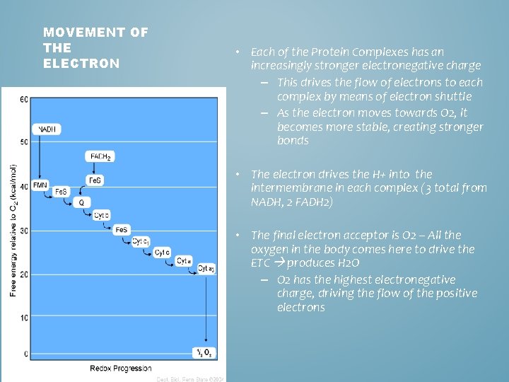 MOVEMENT OF THE ELECTRON • Each of the Protein Complexes has an increasingly stronger