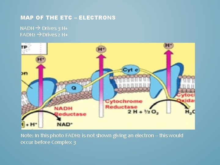 MAP OF THE ETC – ELECTRONS NADH Drives 3 H+ FADH 2 Drives 2