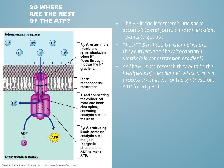SO WHERE ARE THE REST OF THE ATP? • The H+ in the intermembrane