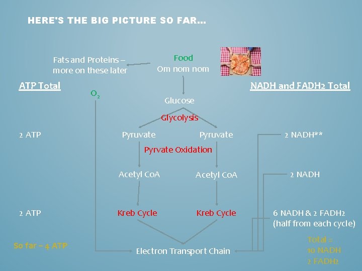 HERE'S THE BIG PICTURE SO FAR… Food Om nom Fats and Proteins – more