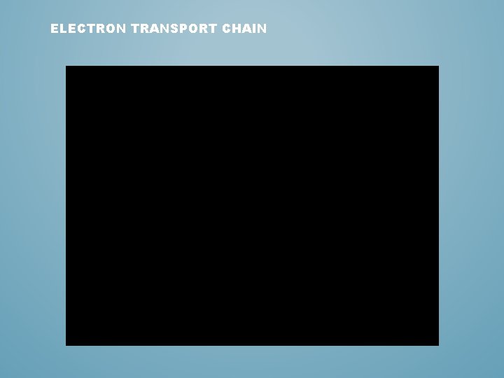ELECTRON TRANSPORT CHAIN 
