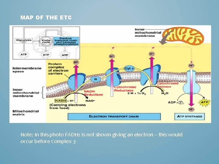 MAP OF THE ETC Note: In this photo FADH 2 is not shown giving