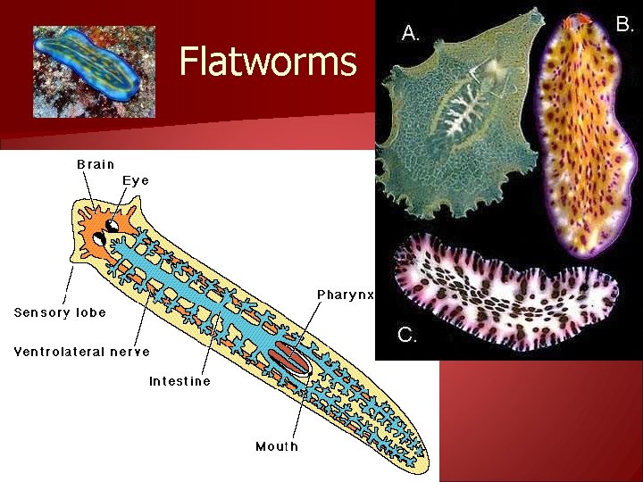 Flatworms 