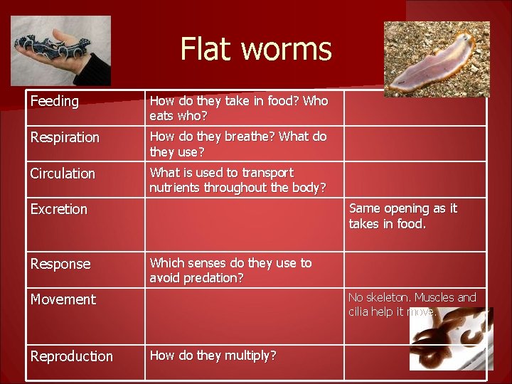 Flat worms Feeding How do they take in food? Who eats who? Respiration How