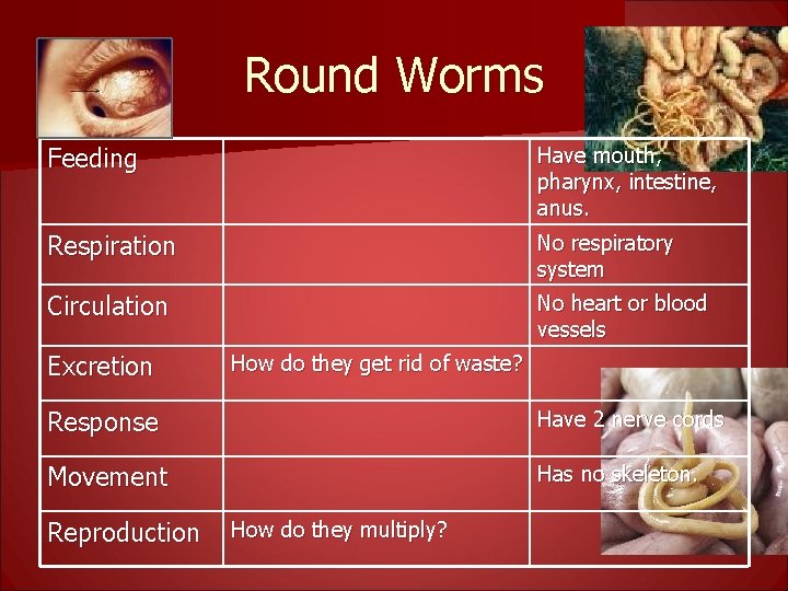 Round Worms Feeding Have mouth, pharynx, intestine, anus. Respiration No respiratory system Circulation No