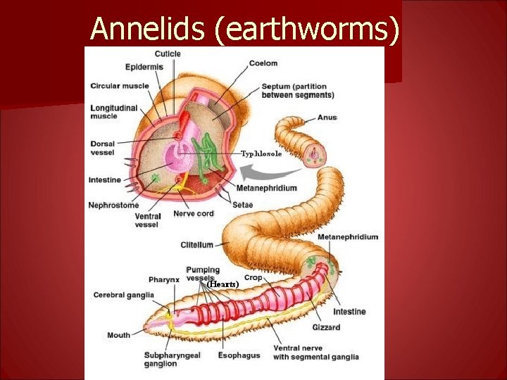 Annelids (earthworms) 