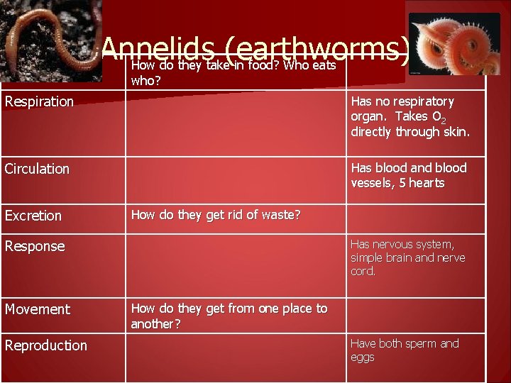 Feeding Annelids (earthworms) How do they take in food? Who eats who? Respiration Has