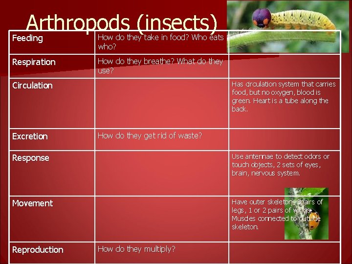 Arthropods (insects) Feeding How do they take in food? Who eats who? Respiration How