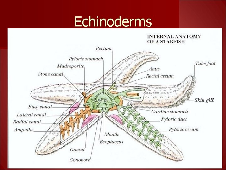 Echinoderms 