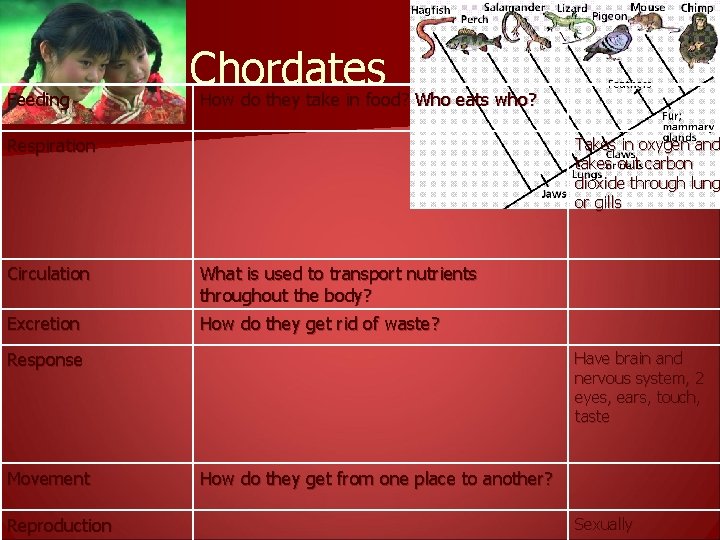 Feeding Chordates How do they take in food? Who eats who? Respiration Takes in
