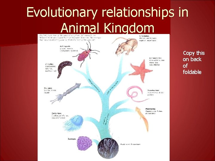 Evolutionary relationships in Animal Kingdom Copy this on back of foldable 