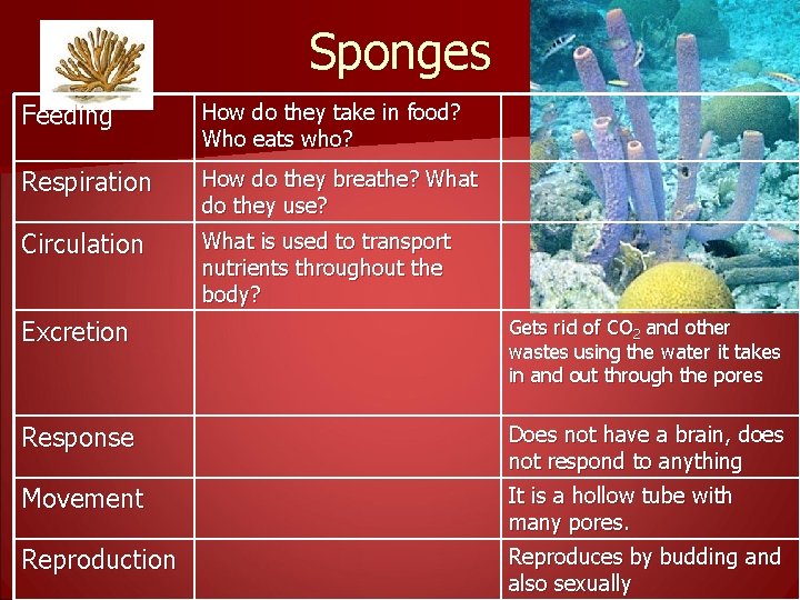 Sponges Feeding How do they take in food? Who eats who? Respiration How do