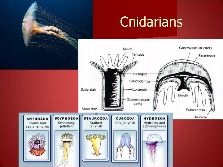 Cnidarians 