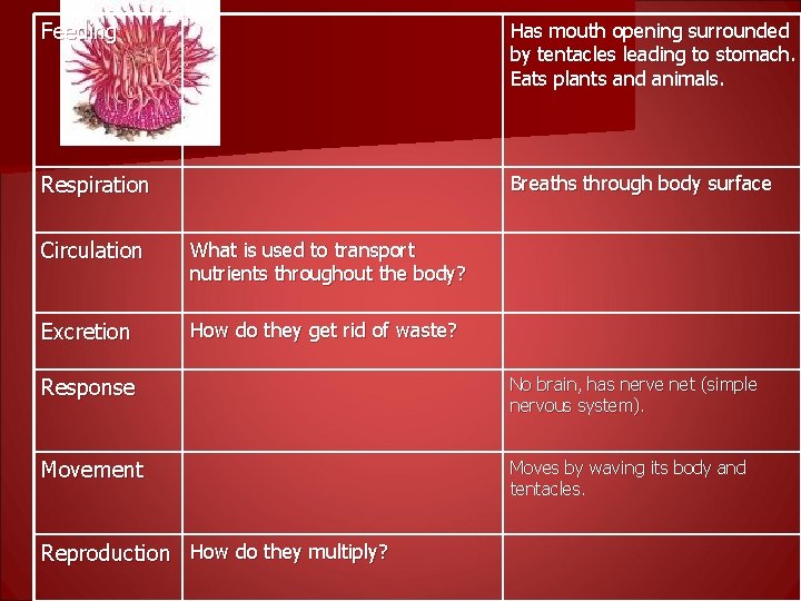 Feeding Has mouth opening surrounded by tentacles leading to stomach. Eats plants and animals.