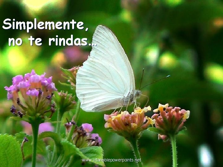 Simplemente, no te rindas… www. vitanoblepowerpoints. net 