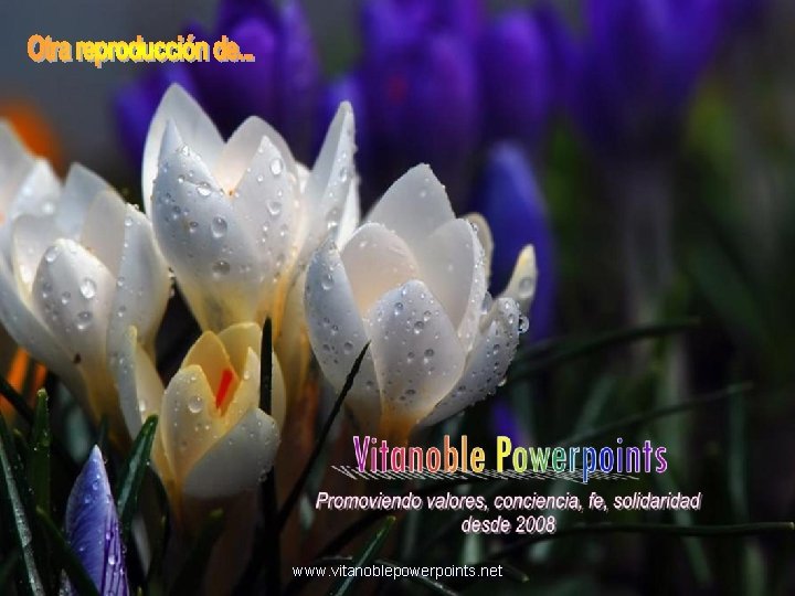 www. vitanoblepowerpoints. net 