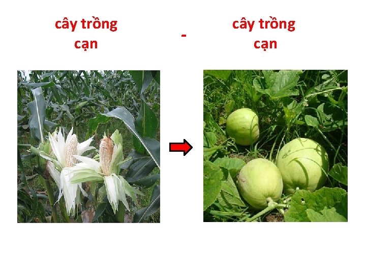 cây trồng cạn - cây trồng cạn 