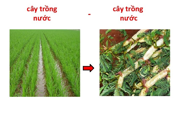 cây trồng nước - cây trồng nước 