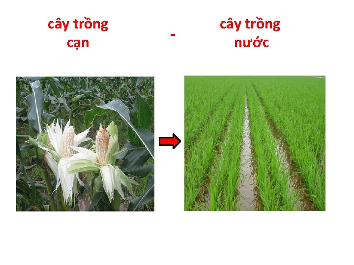 cây trồng cạn - cây trồng nước 