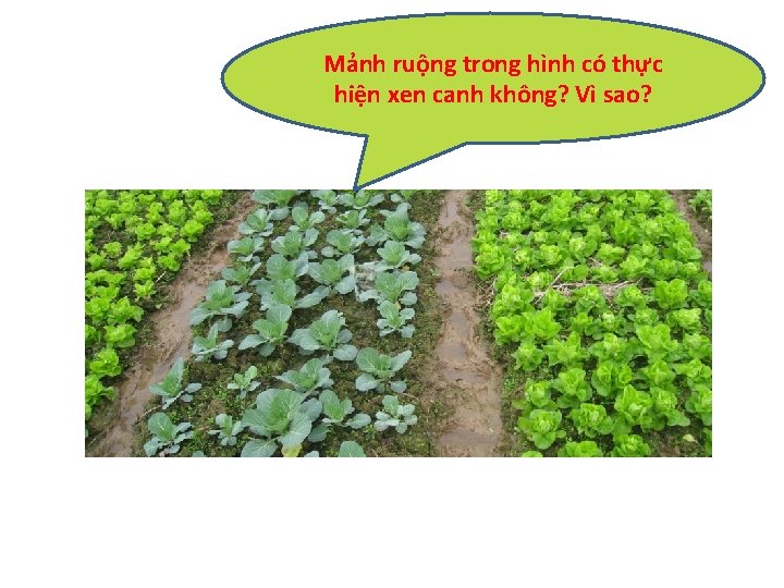 Mảnh ruộng trong hình có thực hiện xen canh không? Vì sao? 