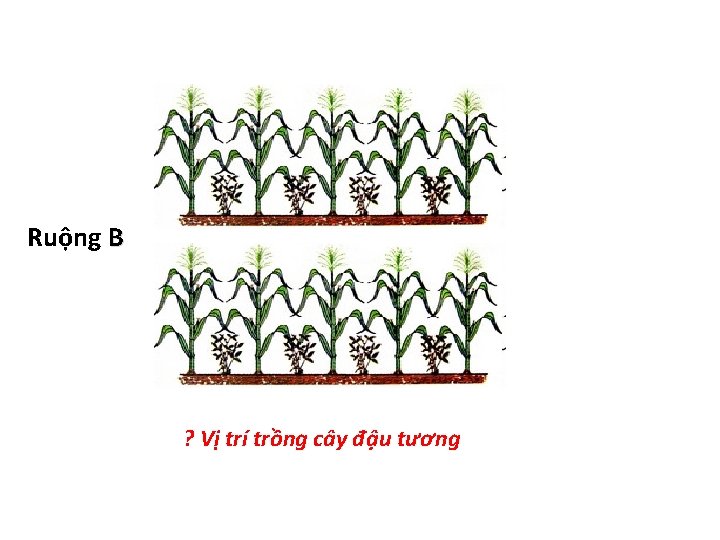 Ruộng B ? Vị trí trồng cây đậu tương 