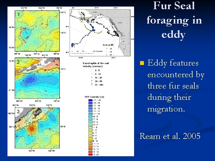 Fur Seal foraging in eddy n Eddy features encountered by three fur seals during