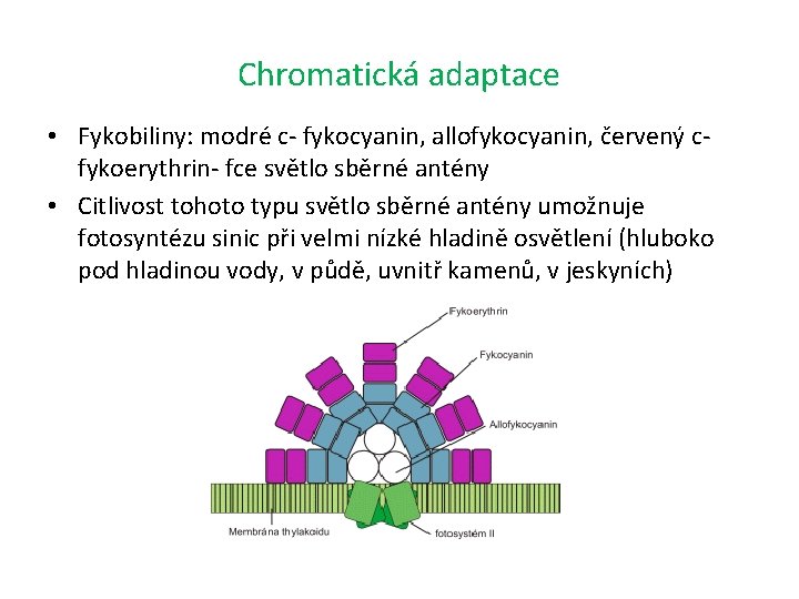 Chromatická adaptace • Fykobiliny: modré c- fykocyanin, allofykocyanin, červený cfykoerythrin- fce světlo sběrné antény