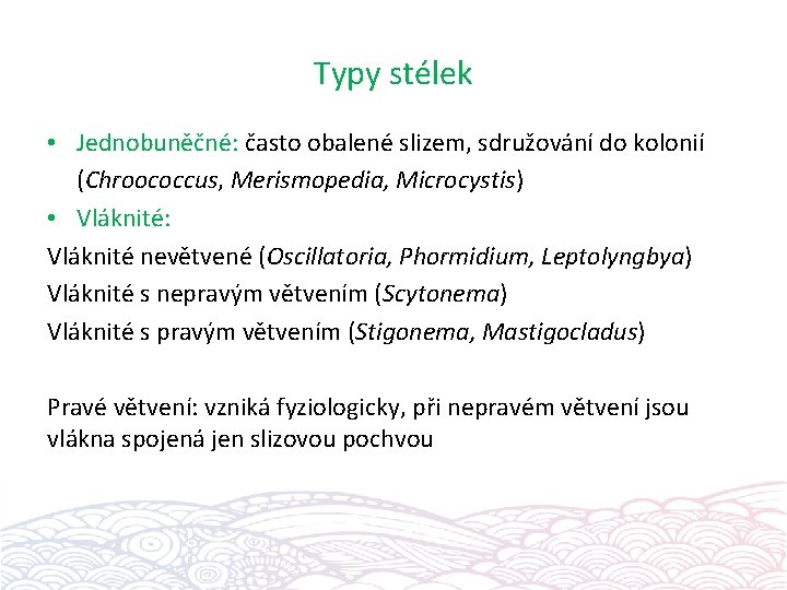 Typy stélek • Jednobuněčné: často obalené slizem, sdružování do kolonií (Chroococcus, Merismopedia, Microcystis) •