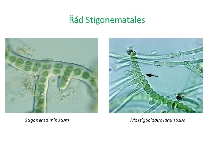 Řád Stigonematales Stigonema minutum Mastigocladus laminosus 