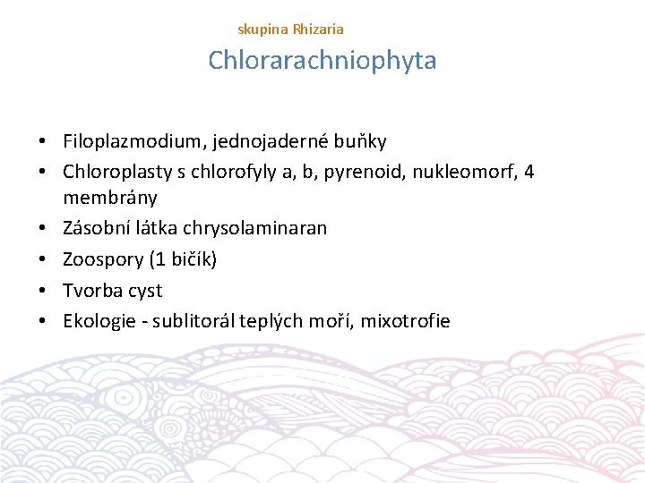 skupina Rhizaria Chlorarachniophyta • Filoplazmodium, jednojaderné buňky • Chloroplasty s chlorofyly a, b, pyrenoid,