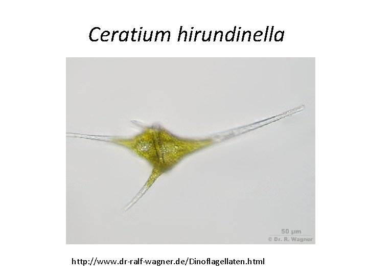 Ceratium hirundinella http: //www. dr-ralf-wagner. de/Dinoflagellaten. html 
