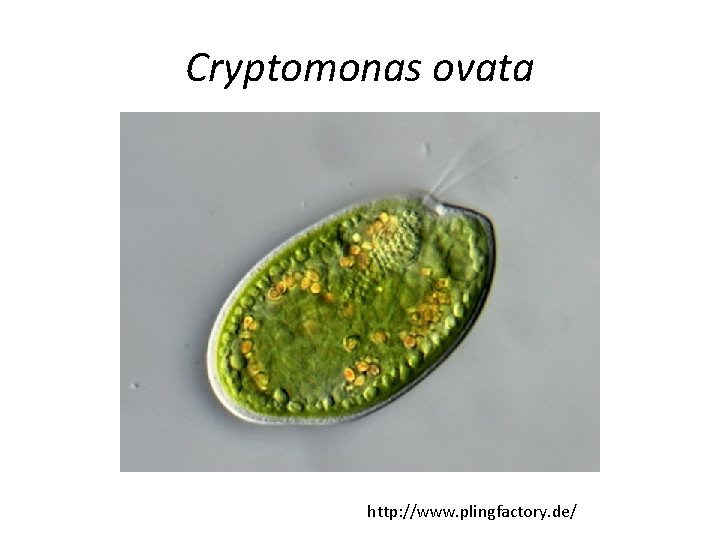 Cryptomonas ovata http: //www. plingfactory. de/ 