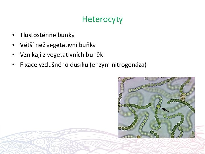 Heterocyty • • Tlustostěnné buňky Větší než vegetativní buňky Vznikají z vegetativních buněk Fixace