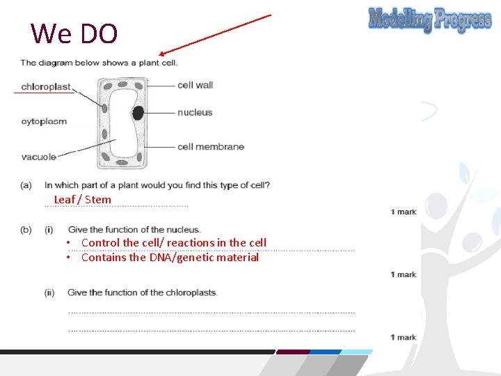 We DO Leaf / Stem • Control the cell/ reactions in the cell •