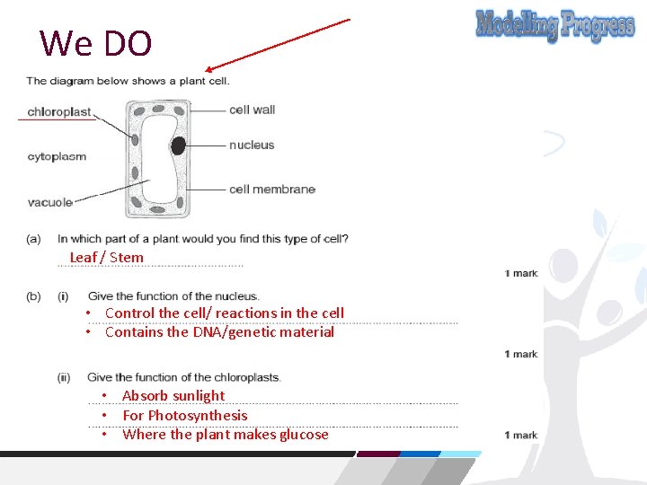 We DO Leaf / Stem • Control the cell/ reactions in the cell •