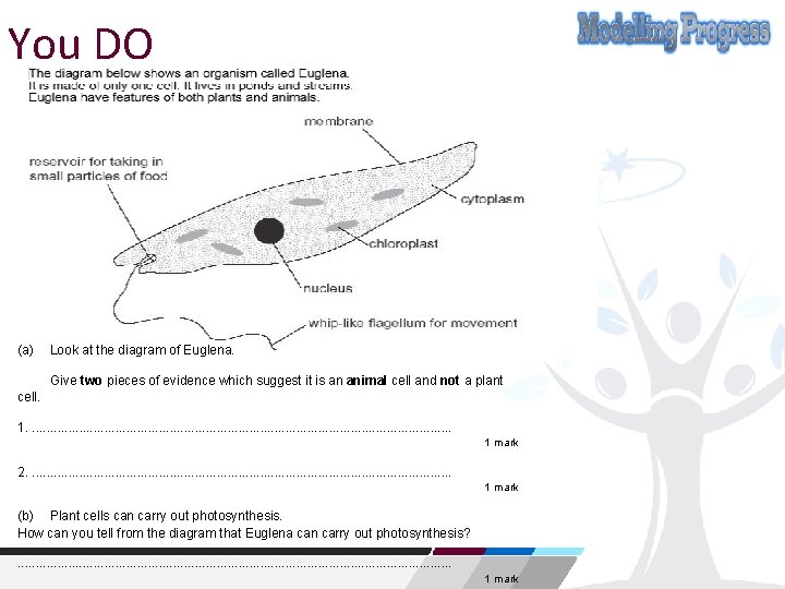 You DO (a) Look at the diagram of Euglena. Give two pieces of evidence