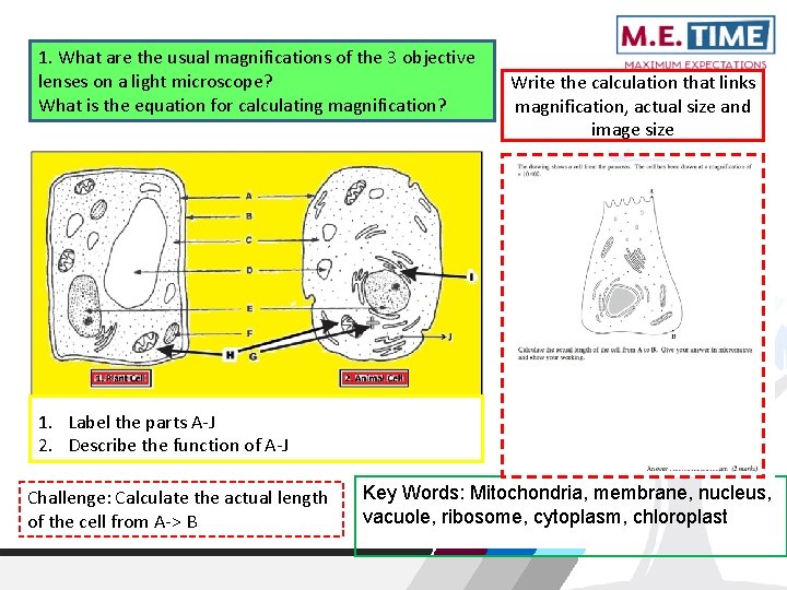 1. What are the usual magnifications of the 3 objective lenses on a light