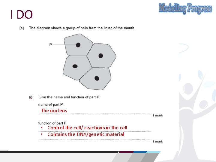I DO The nucleus • Control the cell/ reactions in the cell • Contains