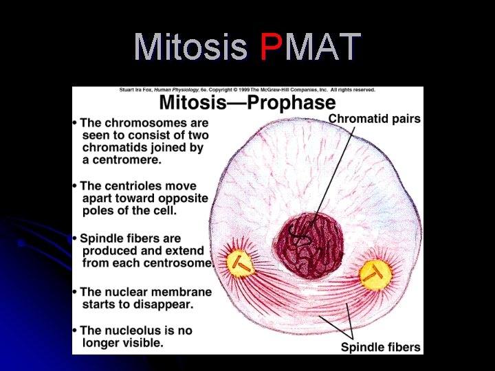 Mitosis PMAT 