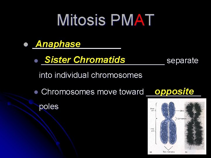 Mitosis PMAT l _________ Anaphase l Sister Chromatids ______________ separate into individual chromosomes l