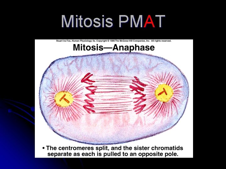 Mitosis PMAT 