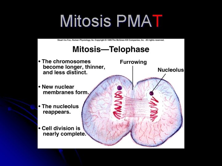 Mitosis PMAT 