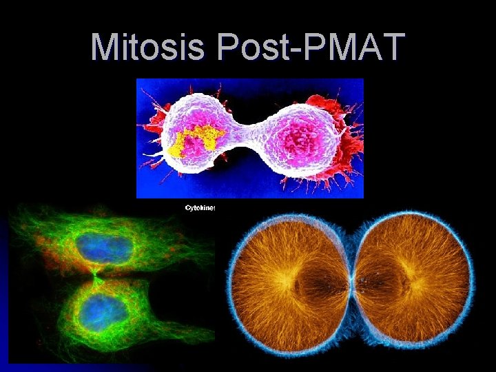 Mitosis Post-PMAT 