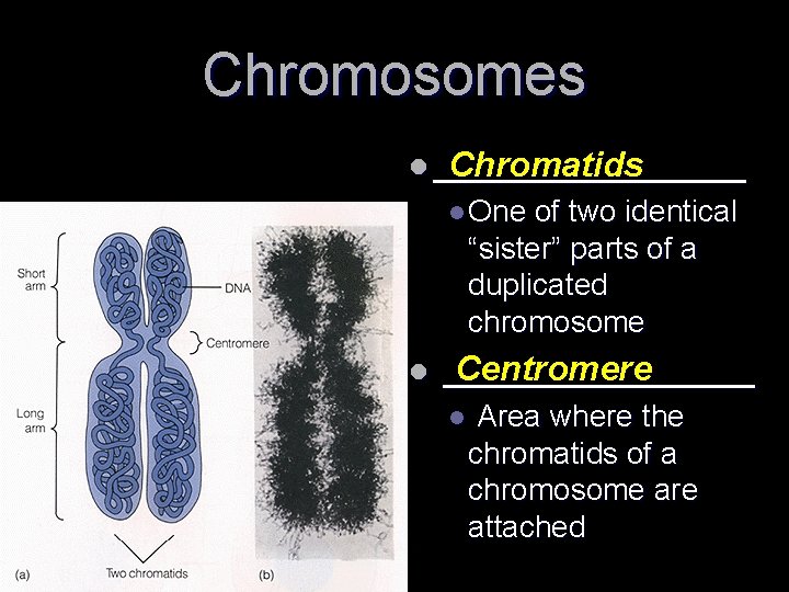Chromosomes l ________ Chromatids l One of two identical “sister” parts of a duplicated