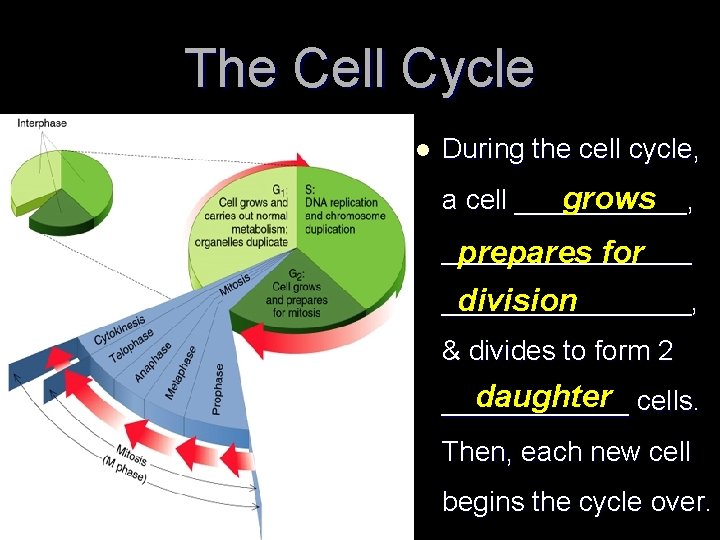 The Cell Cycle l During the cell cycle, grows a cell ______, ________ prepares