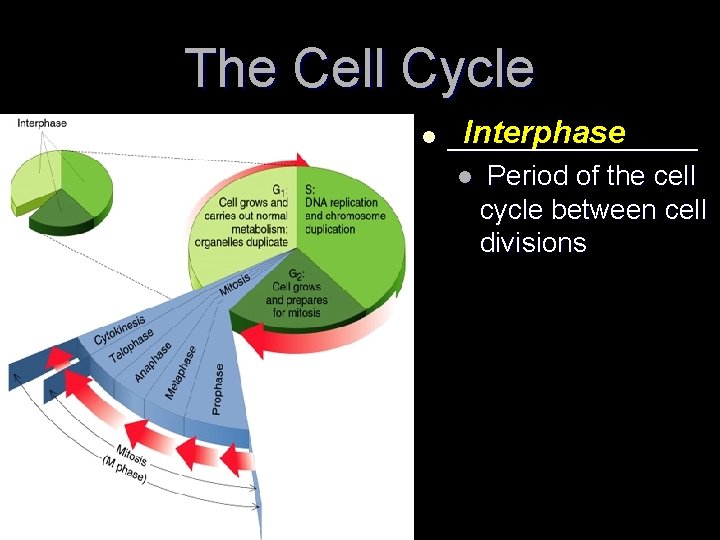 The Cell Cycle l Interphase ________ l Period of the cell cycle between cell